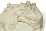 Fossil Oreodont (Merycoidodon) Skull with Associated Bones #232221-3